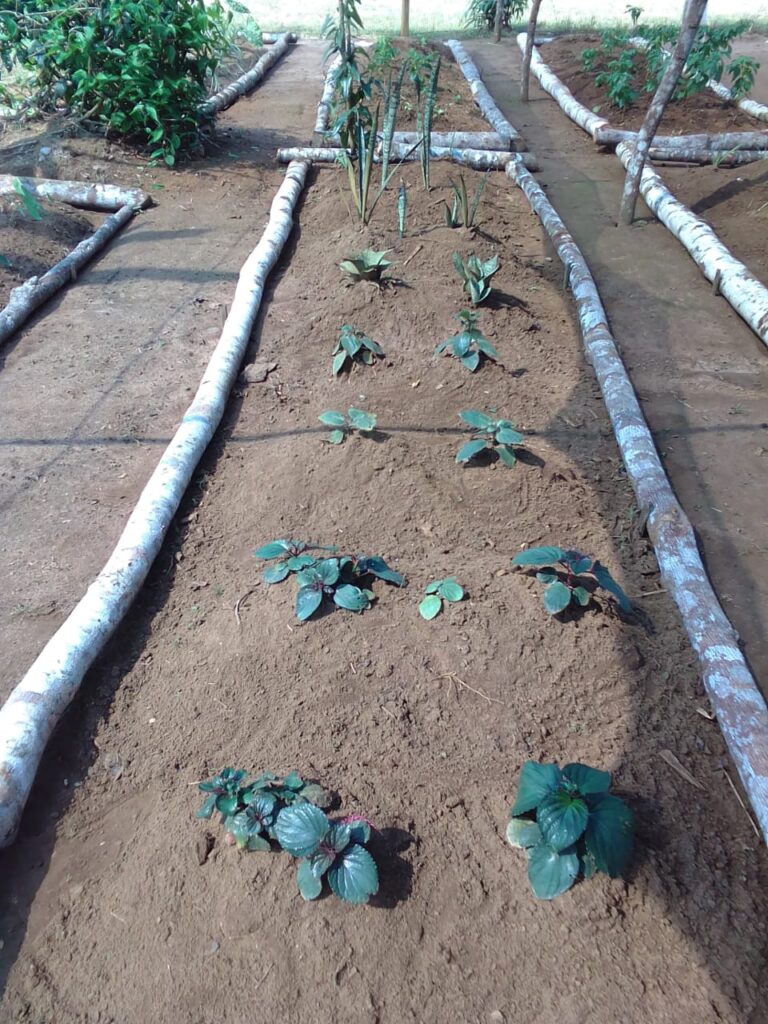 En O’KO PAK’O, las plantas puño crecen ordenadas en hileras. Foto: cortesía Luis Fernando Jaramillo.