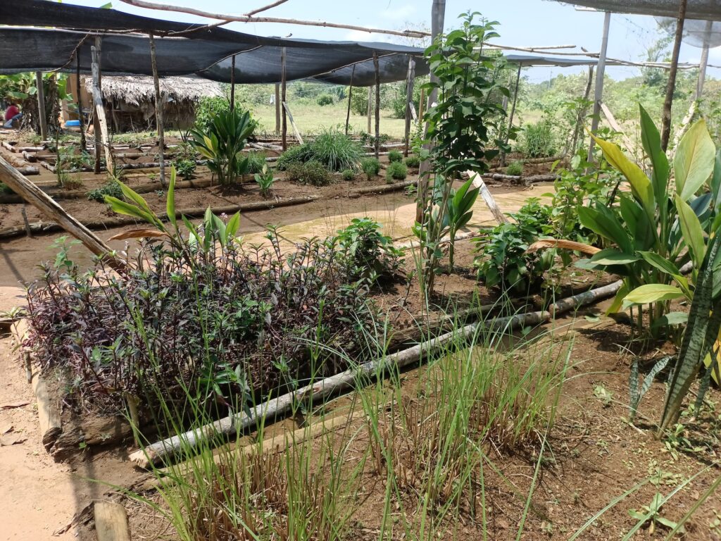 O’KO PAK’O —“Madre de medicina”— es un jardín comunitario de plantas medicinales de la Amazonía colombiana. Foto: cortesía Luis Fernando Jaramillo.