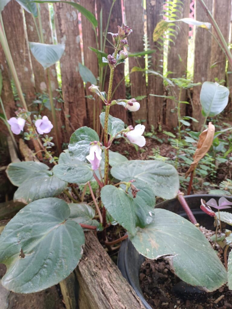 El equipo de O’KO PAK’O se encuentra investigando de qué otras maneras pueden transformar la planta puño para crear productos como jarabes. Foto: cortesía Luis Fernando Jaramillo.