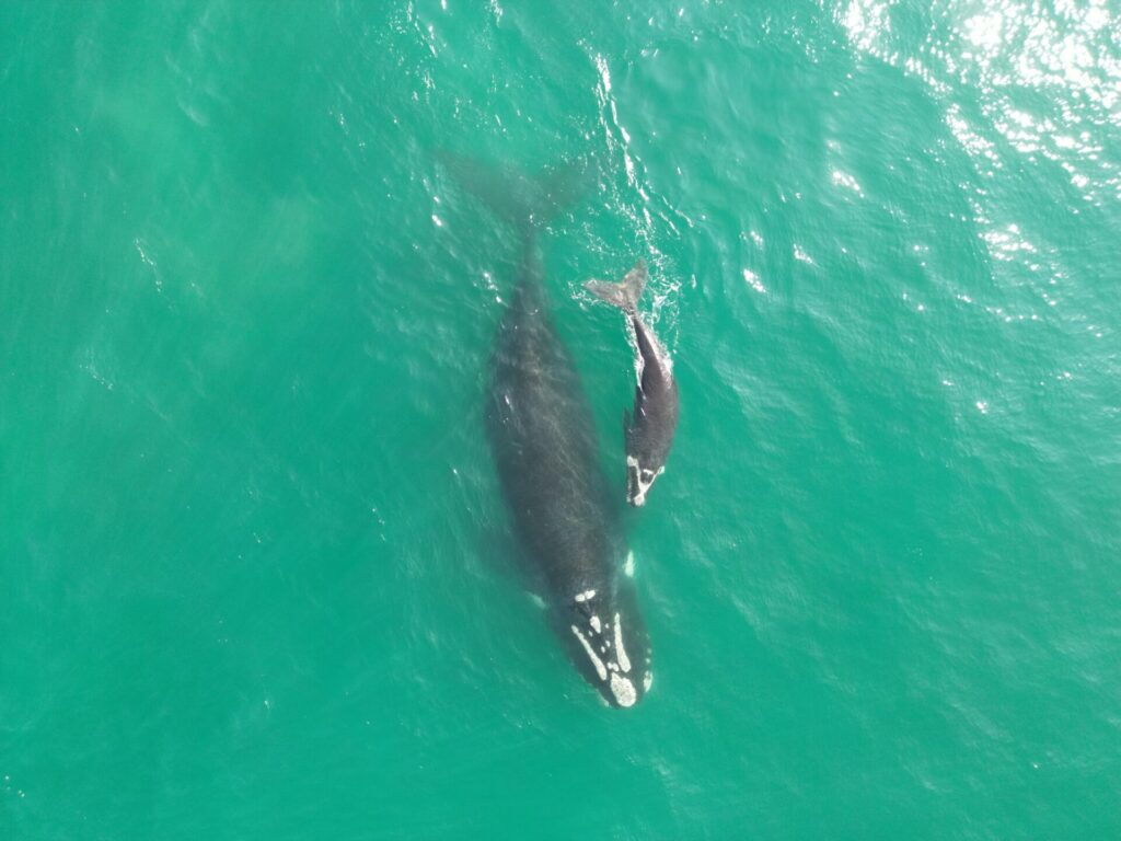 Vista aérea de una ballena migrando junto a su cría. 