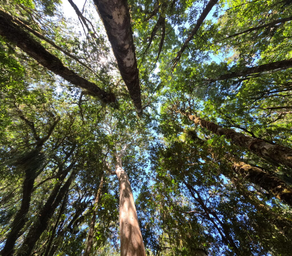 Dosel de bosque. Travesía de 11 kilómetros hacia Caleta Huellelhue, Región de Los Lagos. Créditos: ©Proyecto GEF Incentivos para la Conservación y Centro de Pesca Sustentable