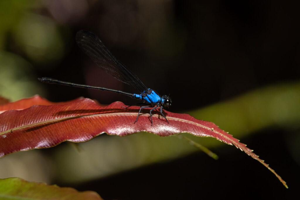 Caballito del Diablo (Familia Zygoptera). Créditos: Diego Pérez Romero