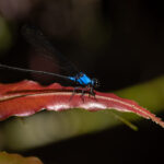 Caballito del Diablo (Familia Zygoptera). Créditos: Diego Pérez Romero