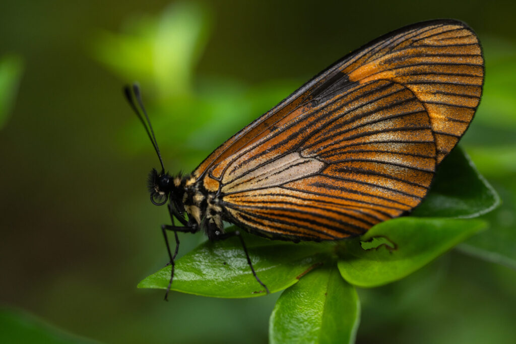 Lymanopoda acraeida. Créditos: Diego Pérez Romero