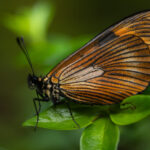 Lymanopoda acraeida. Créditos: Diego Pérez Romero