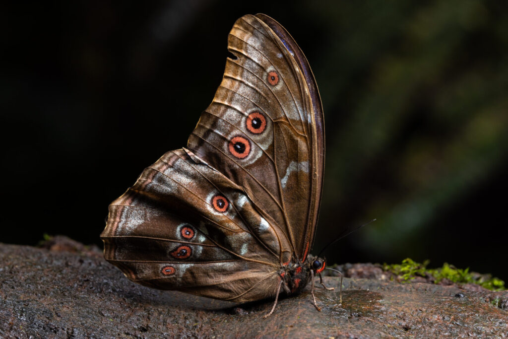 Morpho menelaus. Créditos: Diego Pérez Romero