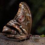 Morpho menelaus. Créditos: Diego Pérez Romero