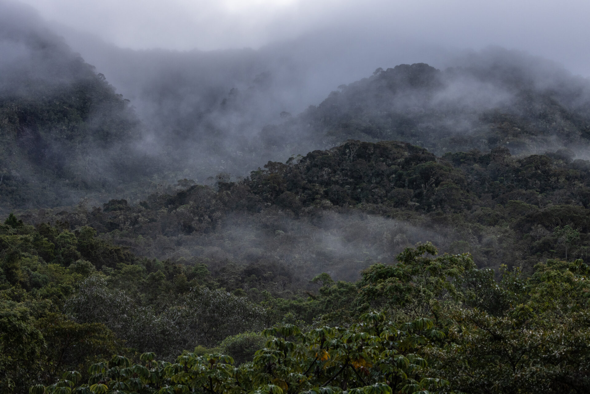 PERÚ | Más de 13 mil hectáreas de bosques, donde nace el agua de Oxapampa, están a la espera de protección