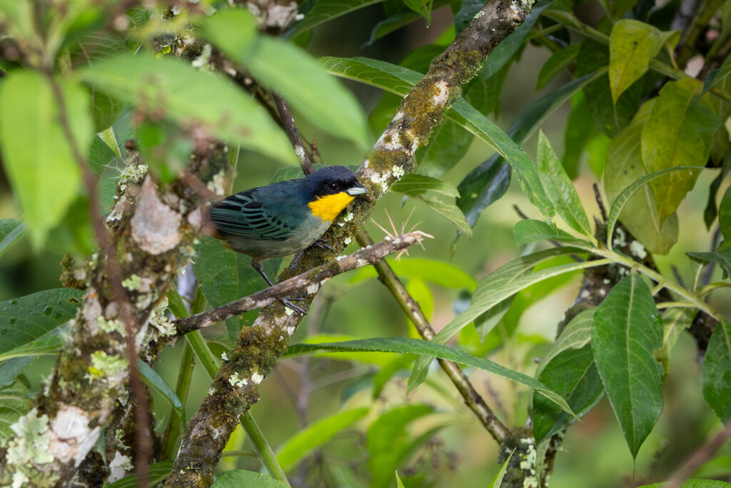 Musguerito Gargantilla (Iridosornis porphyrocephalus). Créditos: Diego Pérez Romero