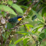 Musguerito Gargantilla (Iridosornis porphyrocephalus). Créditos: Diego Pérez Romero