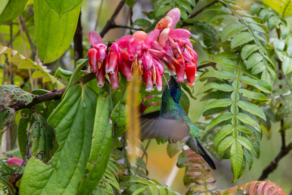 Colibrí orejavioleta ventriazul (Colibri coruscans). Créditos: Diego Pérez Romero