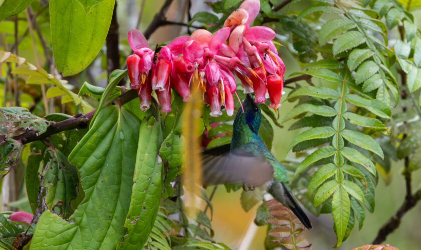 PERÚ | Más de 13 mil hectáreas de bosques, donde nace el agua de Oxapampa, están a la espera de protección