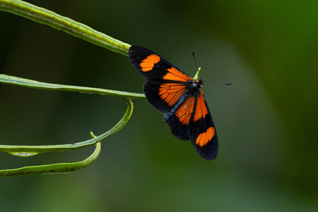 Altinote negra (familia Nymphalidae). Créditos: Diego Pérez Romero