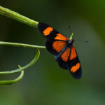 Altinote negra (familia Nymphalidae). Créditos: Diego Pérez Romero