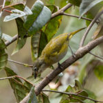 Chlorospingus común (Chlorospingus flavopectus)