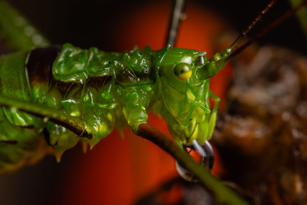 Saltamontes verde (Gampsocleis buergeri). Créditos: Diego Pérez Romero.