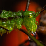 Saltamontes verde (Gampsocleis buergeri). Créditos: Diego Pérez Romero.