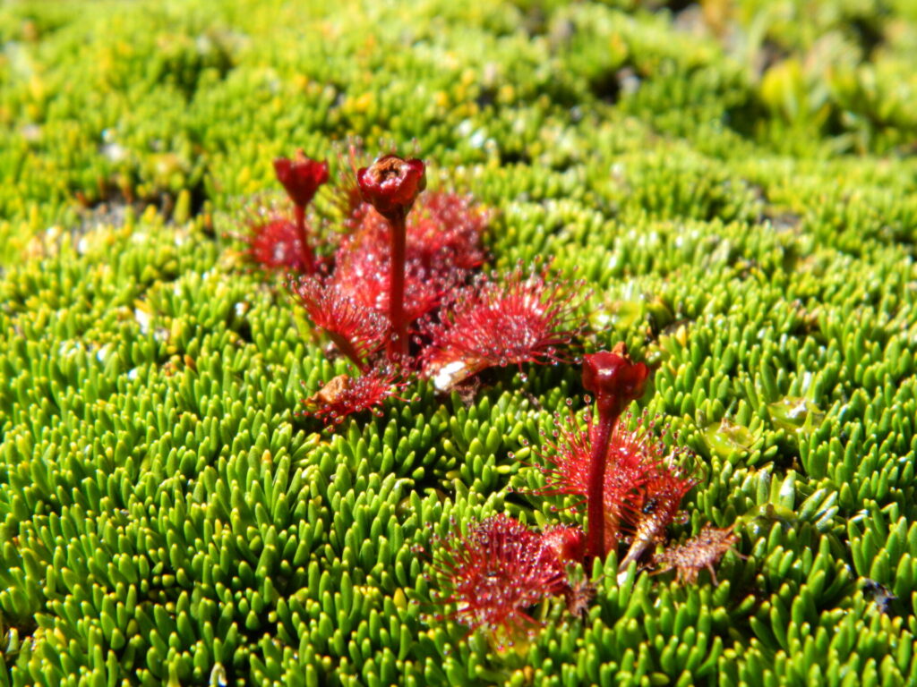 Drosera uniflora. Créditos (CC-BY): José Cardenas Vejar, vía Wikimedia.