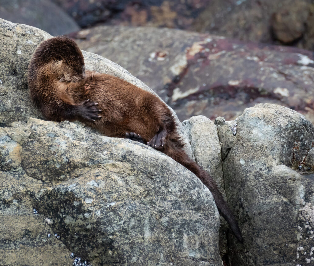 Chungungo en los roqueríos