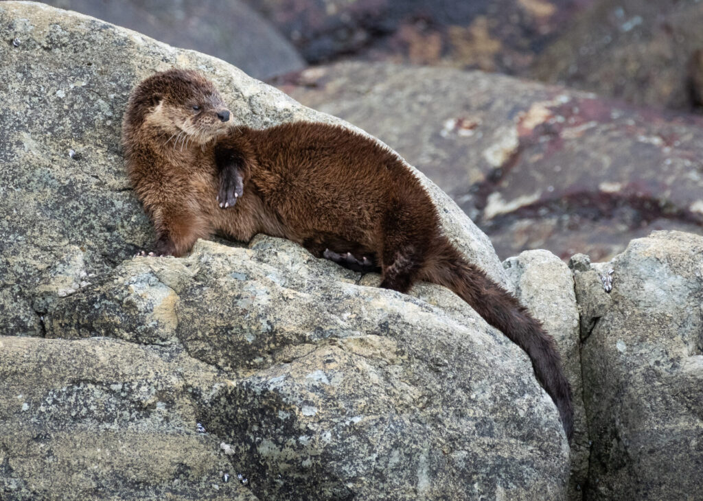 Chungungo en los roqueríos