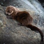 Chungungo en los roqueríos