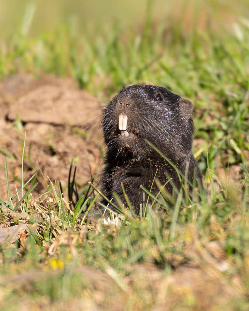 Cururo saliendo de su madriguera
