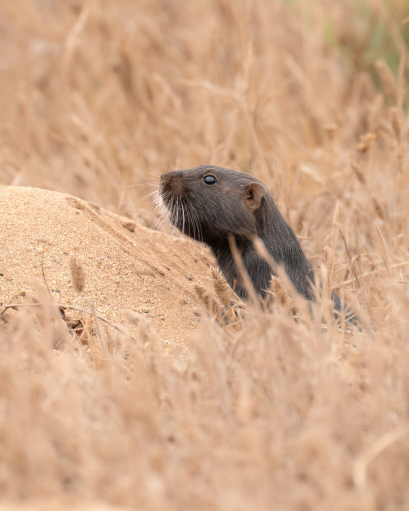 Cururo saliendo de su madriguera