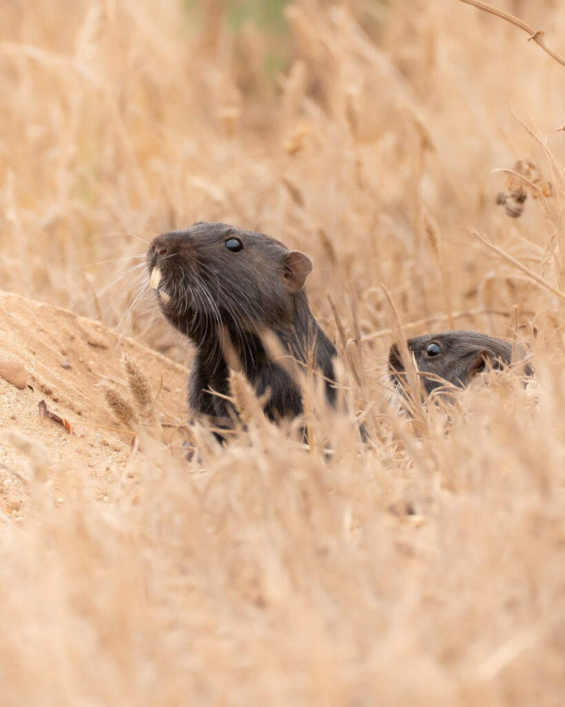 Cururo saliendo de su madriguera