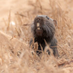 Cururo saliendo de su madriguera