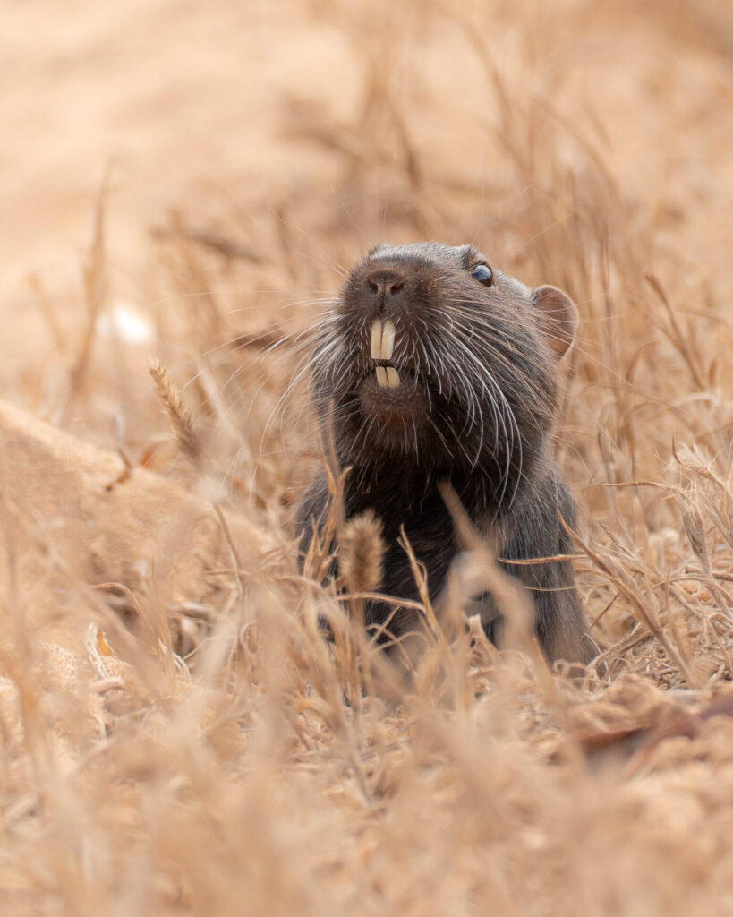 Cururo saliendo de su madriguera