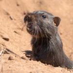 Cururo saliendo de su madriguera