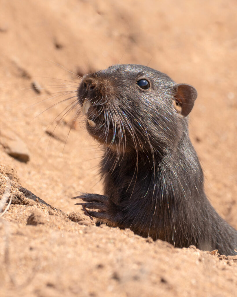 Cururo saliendo de su madriguera