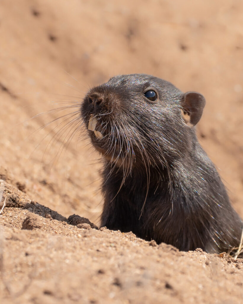Cururo saliendo de su madriguera