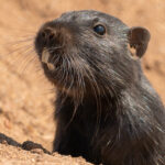 Cururo saliendo de su madriguera