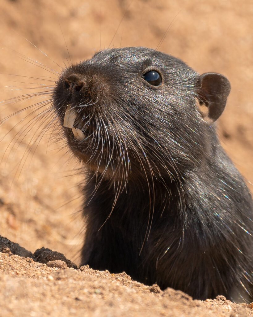 Cururo saliendo de su madriguera