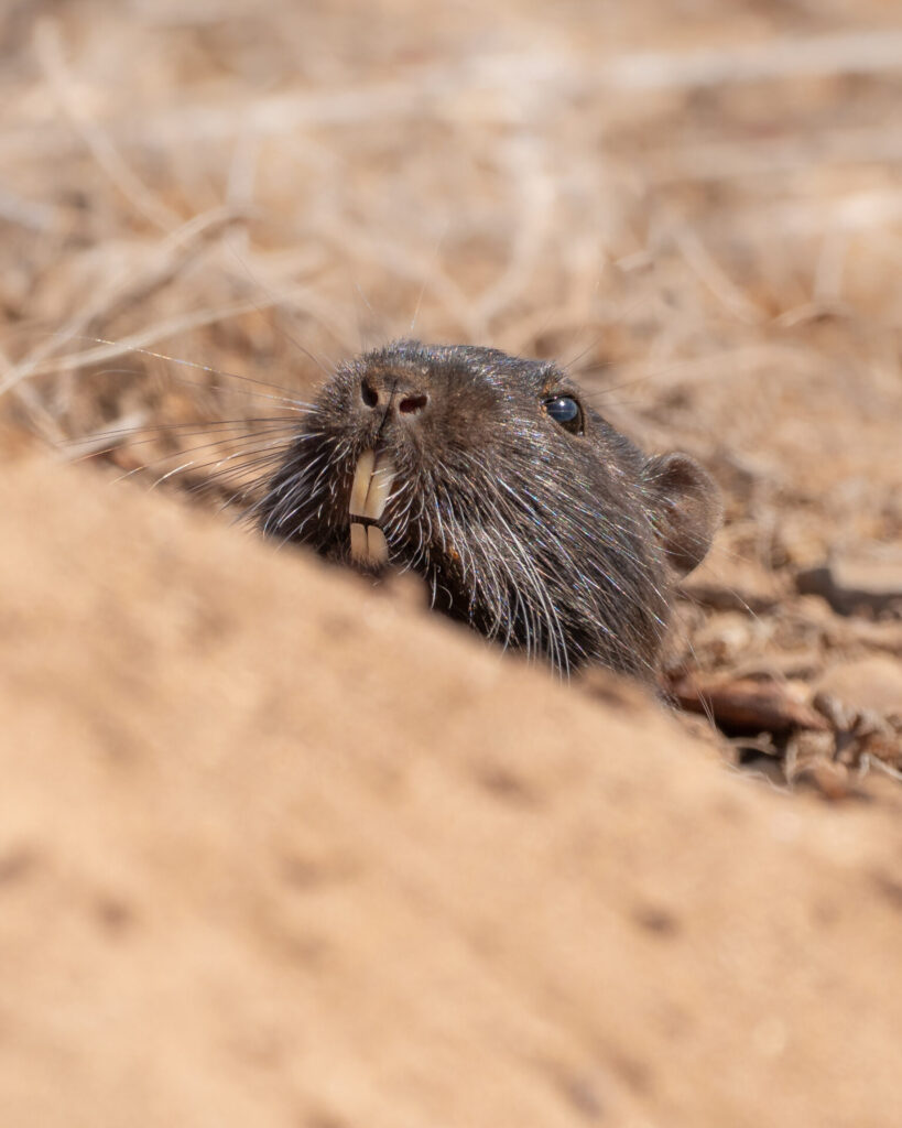 Cururo saliendo de su madriguera