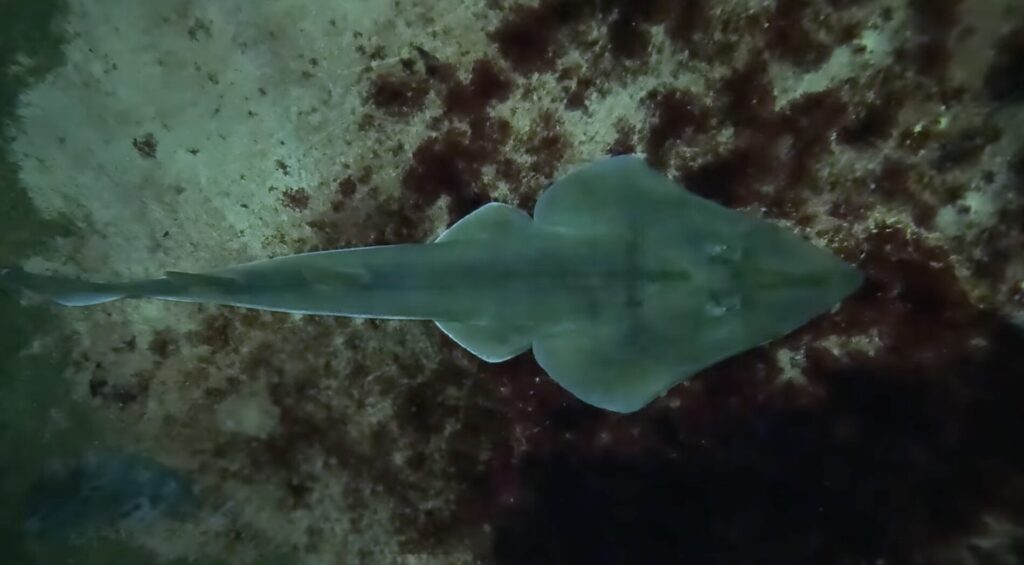 El pez guitarra es una especie ovovivípara y tiene camadas de entre cuatro y doce crías que nacen en verano. Foto: cortesía Jumara Films