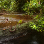 Equis de la costa (Bothrops asper). Créditos: Humberto Castillo.
