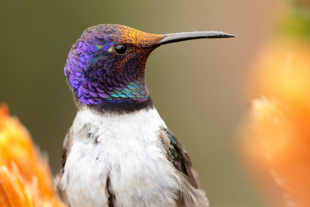 Estrella del Chimborazo (Oreotrochilus chimborazo). Créditos: Humberto Castillo.