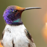 Estrella del Chimborazo (Oreotrochilus chimborazo). Créditos: Humberto Castillo.