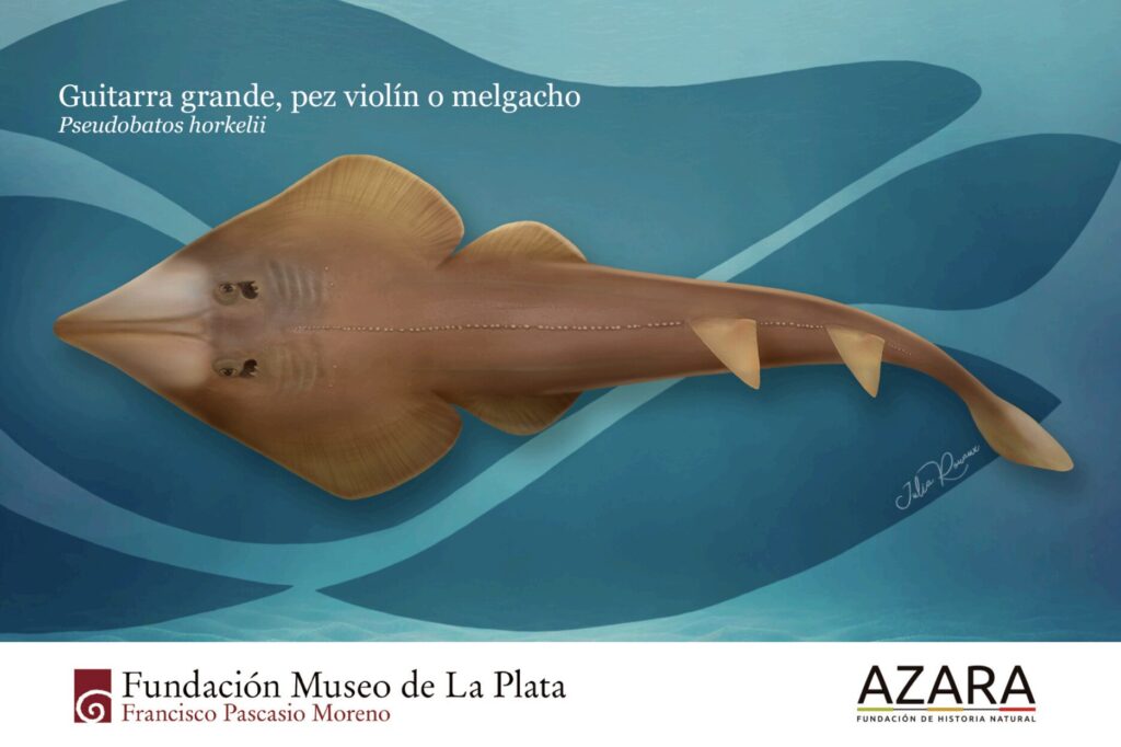 Estudio del pez guitarra