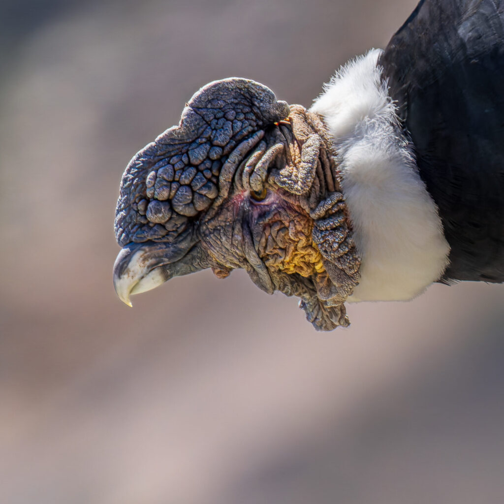 Cóndor. Créditos: Cristián Tranamil