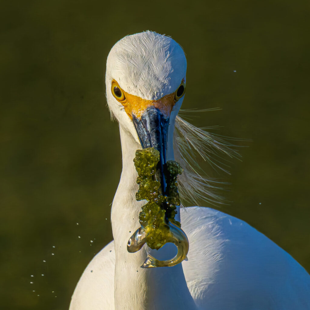 Garza chica. Créditos: Cristián Tranamil