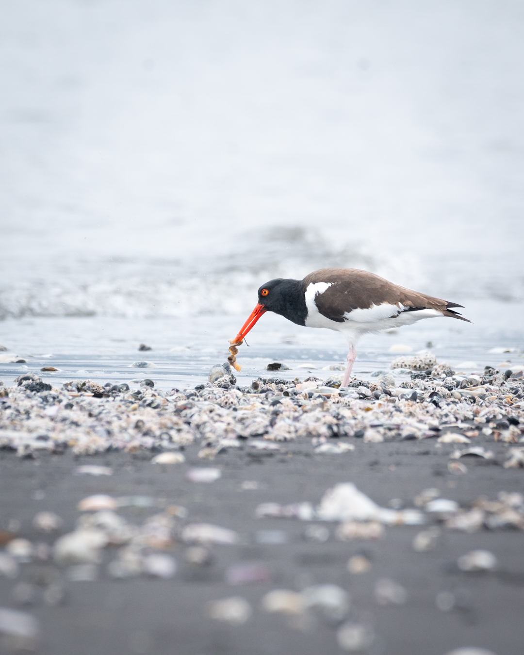 Importante área para las aves migratorias en Chile: Rocuant – Andalien es declarado oficialmente «humedal urbano»