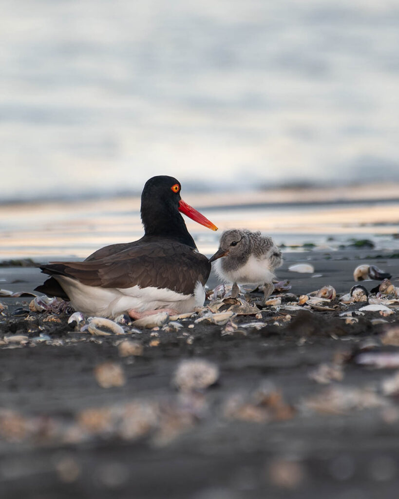 Pilpilen adulto y su polluelo