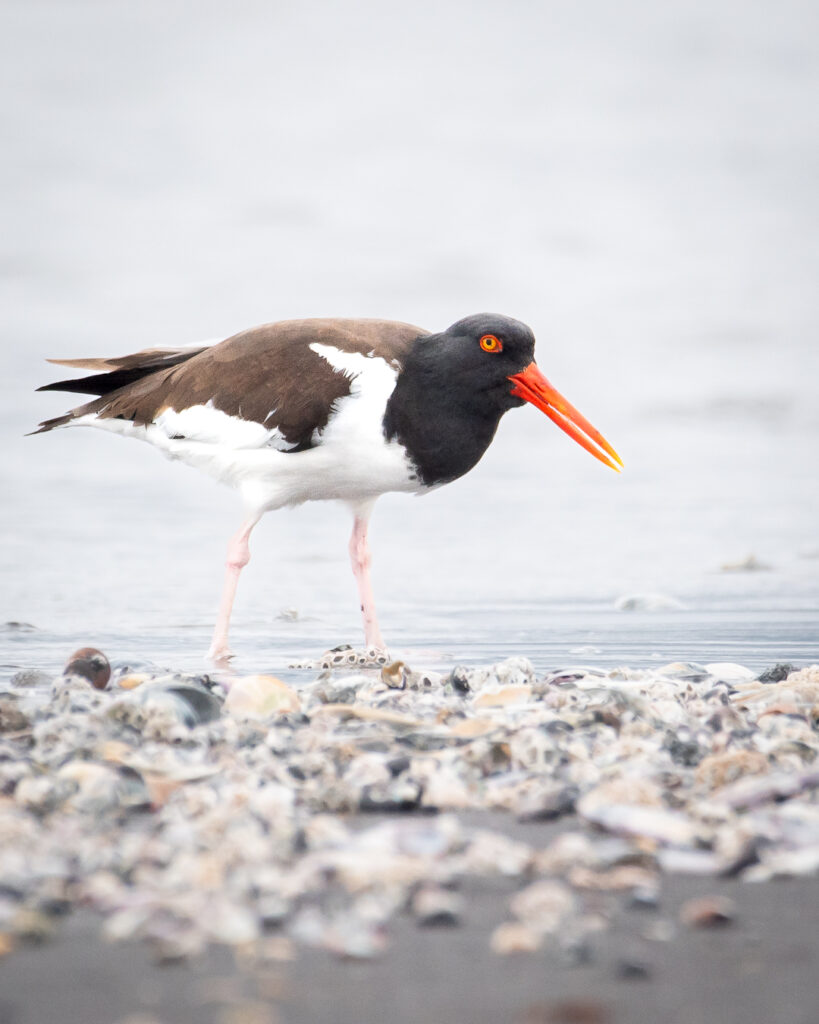 Pilpilen en la playa.