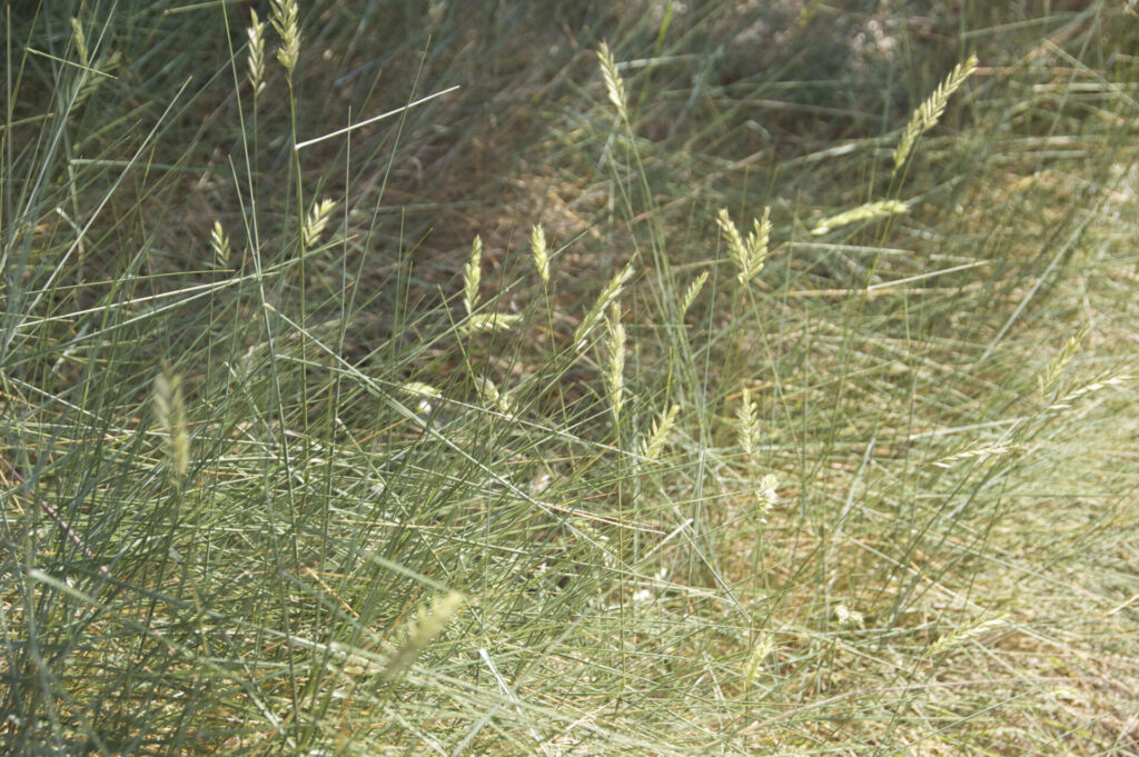 Festuca es un género de poáceas (o gramíneas). Créditos (CC-BY): Colsu, vía Wikimedia.