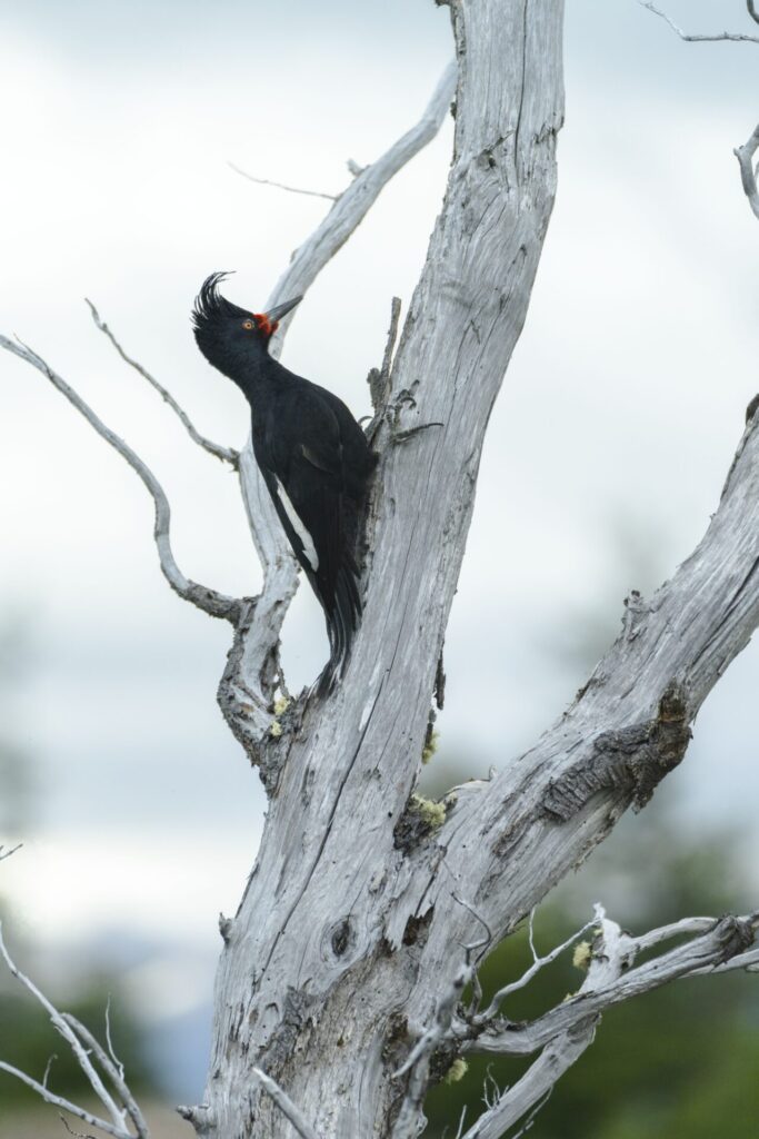 Fjällräven Classic Chile, foto de Fjällräven