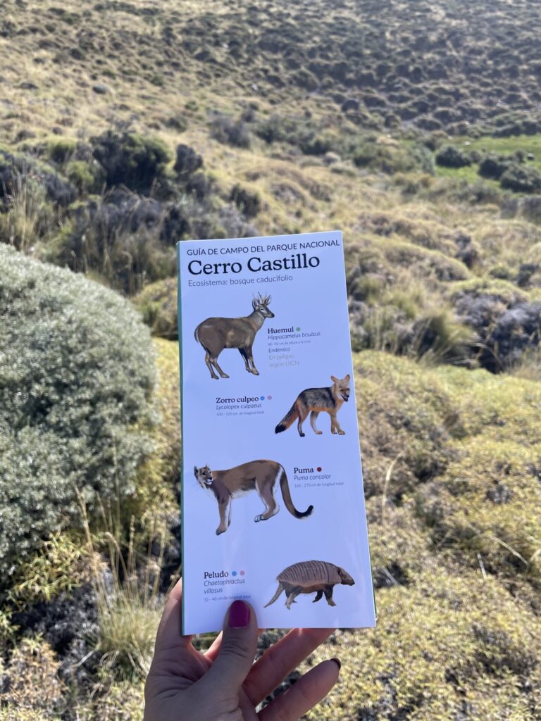Foto cortesía Rewilding Chile