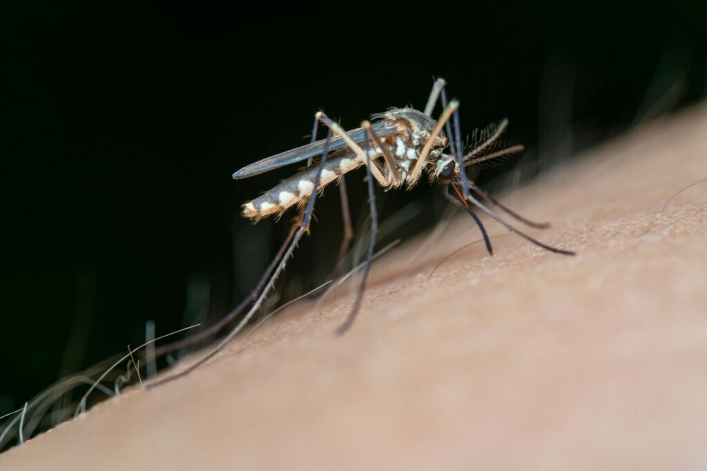 Mosquito del Dengue